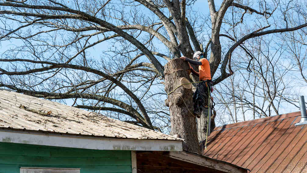 How Much to Tip a Tree Trimmer