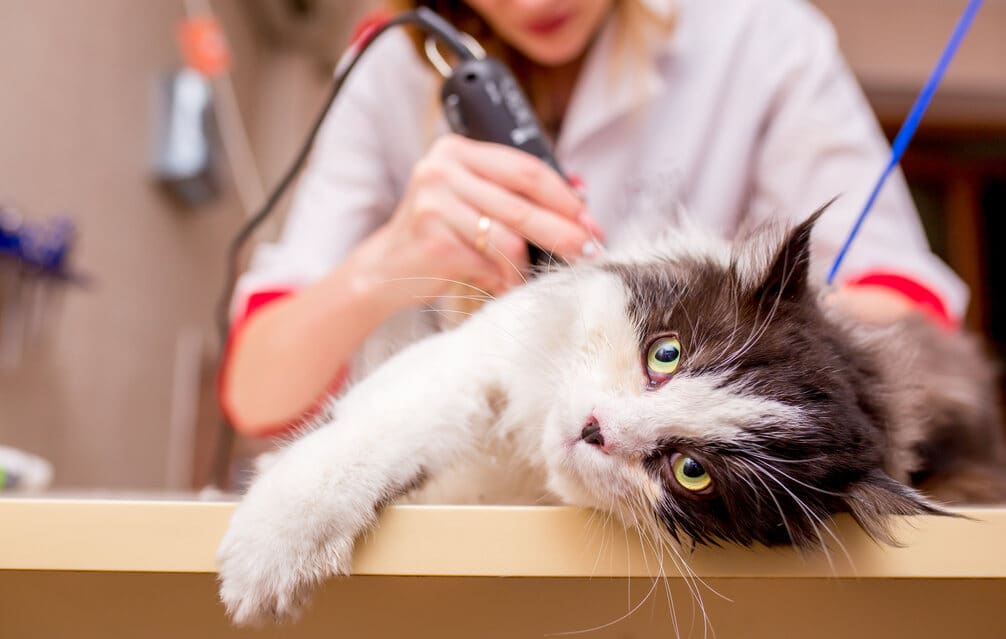 How Much to Tip a Cat Groomer