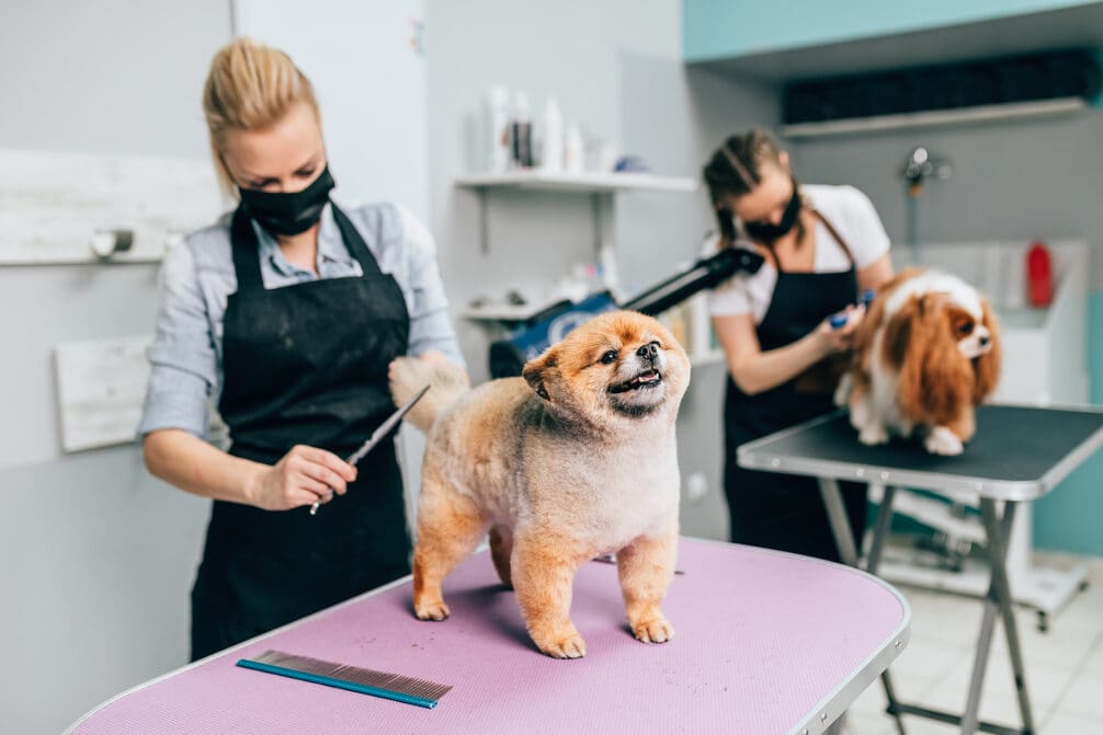 How Much to Tip a Dog Groomer