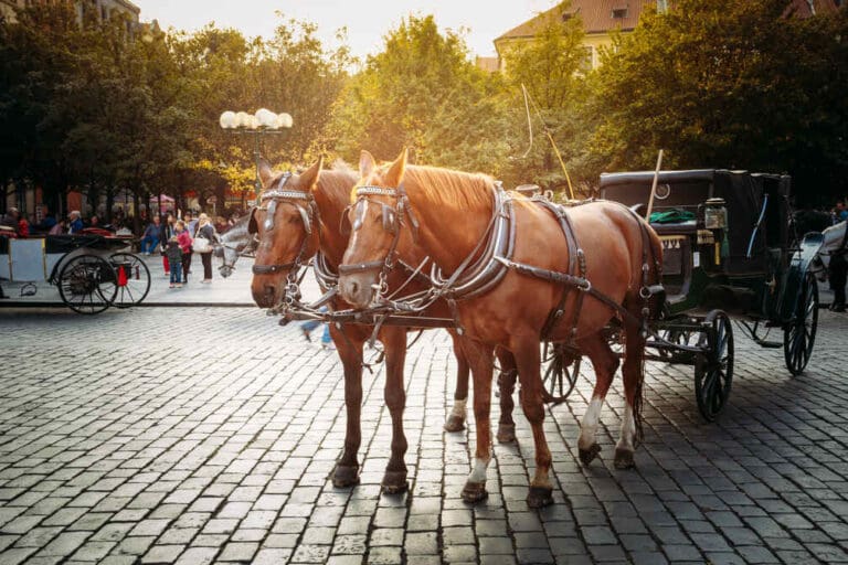 How Much to Tip a Carriage Ride Driver
