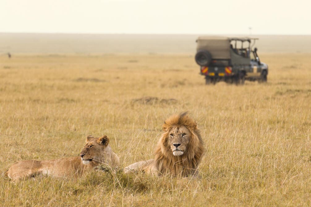 How Much to Tip a Safari Guide